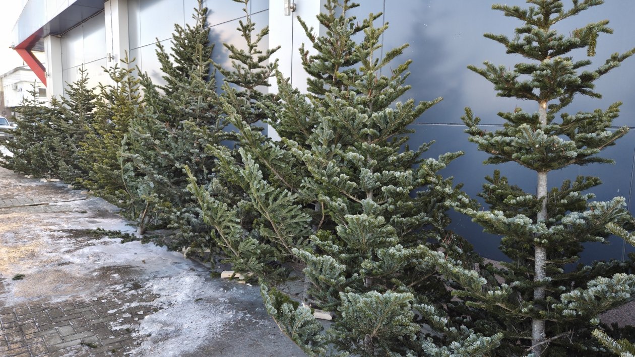 Елочный базар ИА SakhalinMedia