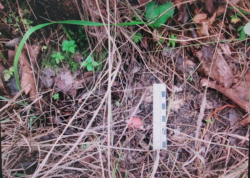 пресс-служба УТ МВД России по ДФО, по материалам ЛО МВД России на ст. Уссурийск.