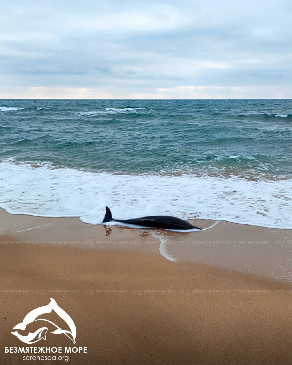 Выбросы морских обитателей подсчитали в Крыму и Севастополе Центр &quotБезмятежное море&quot