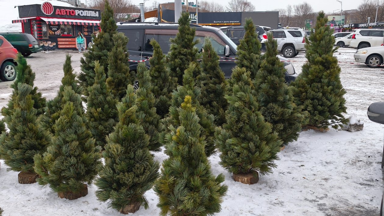 ИА KamchatkaMedia, Ирина Васильева