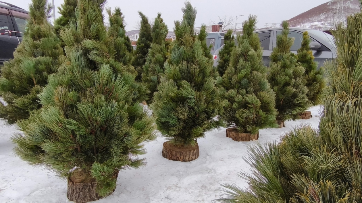 Выбираем новогоднюю елку на Камчатке ИА KamchatkaMedia, Ирина Васильева