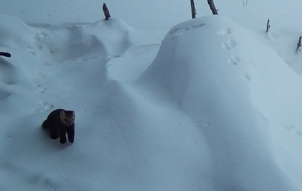 Комсомольский заповедник