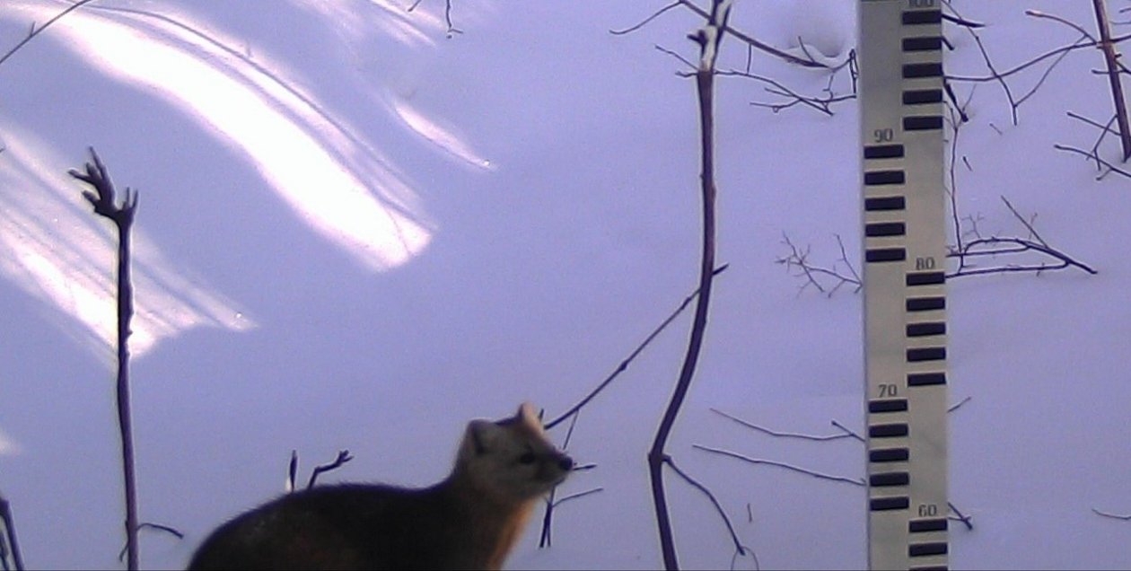 Комсомольский заповедник