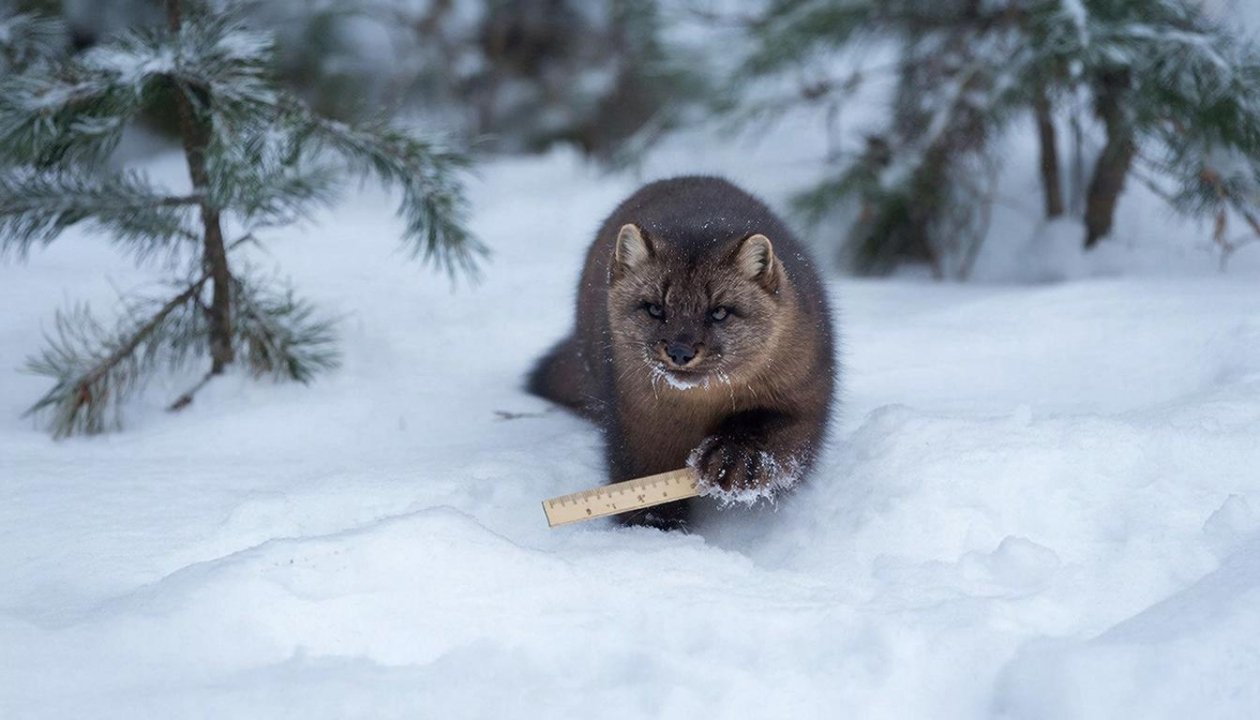 Соболь с линейкой GigaChat