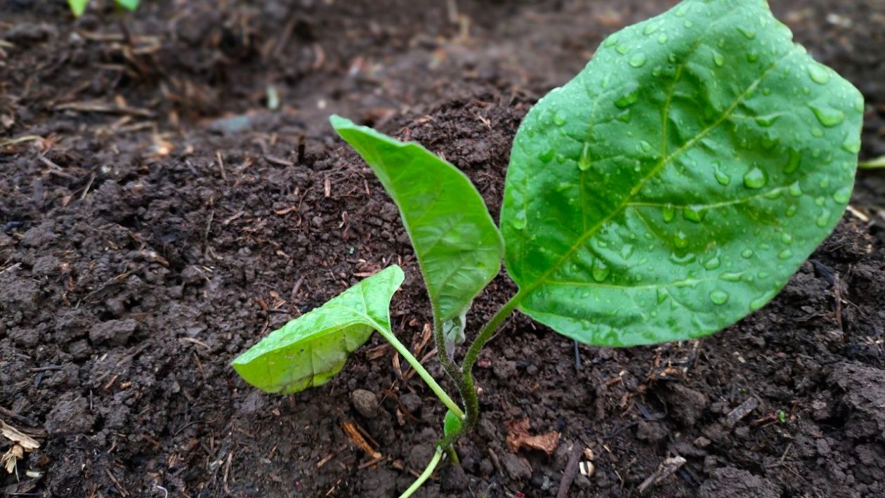 Баклажаны Автора