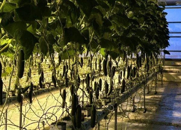 Круглогодичный тепличный комплекс ввели в Немюгюнском наслеге Якутии  пресс-служба Хангаласского района