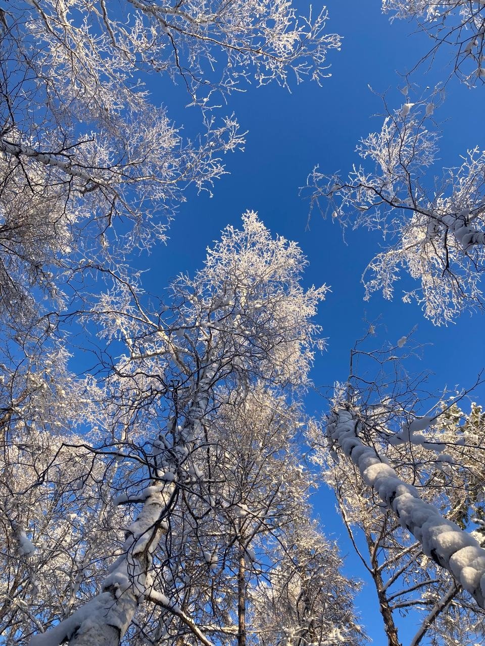 Гороскоп на 23 декабря: Дева фильтрует окружение, Весы представляют результаты ИА YakutiaMedia