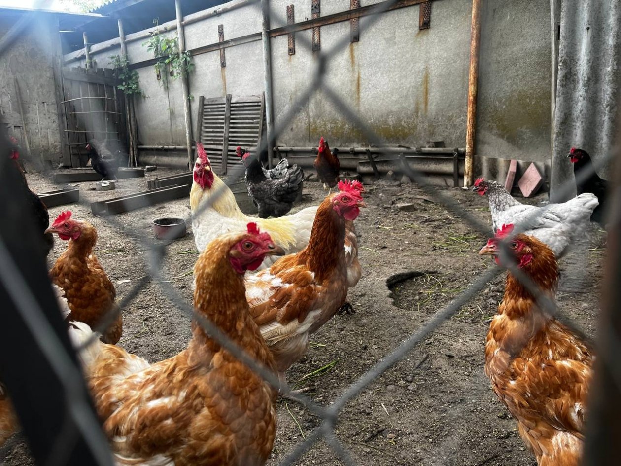 Больше не кормлю дармоедов: 5 пород кур, которые заваливают яйцами и дают до 4,5 кг мяса ИА Stavropol.Media