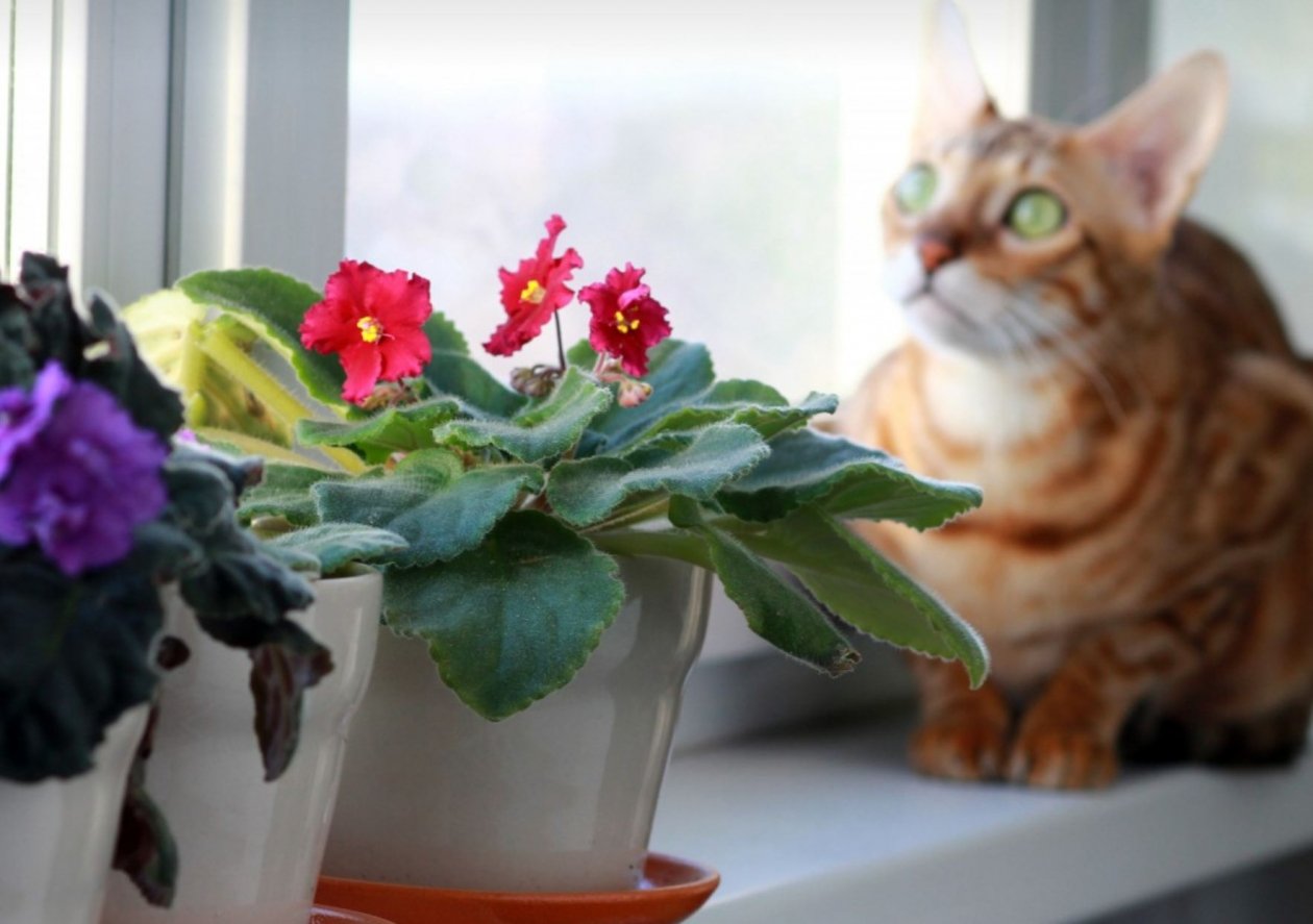 Тематическое фото pxhere.com