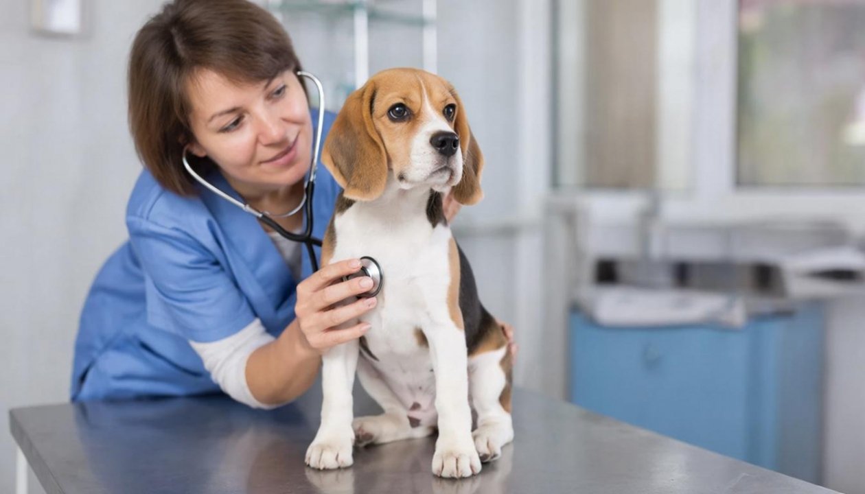 Как выбрать здоровую собаку: список из 5 очень важных пунктов от ветеринарных экспертов ИИ Kandinsky (18+)
