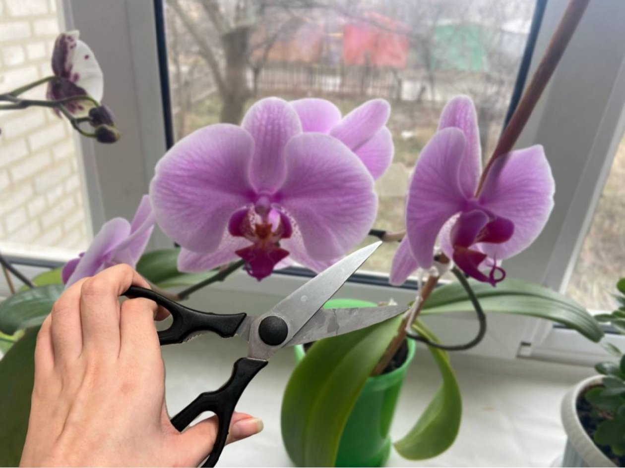 Обрезаю орхидею по этой схеме в январе - обязательно: весь год цветет в 3 раза мощнее ИА Stavropol.Media