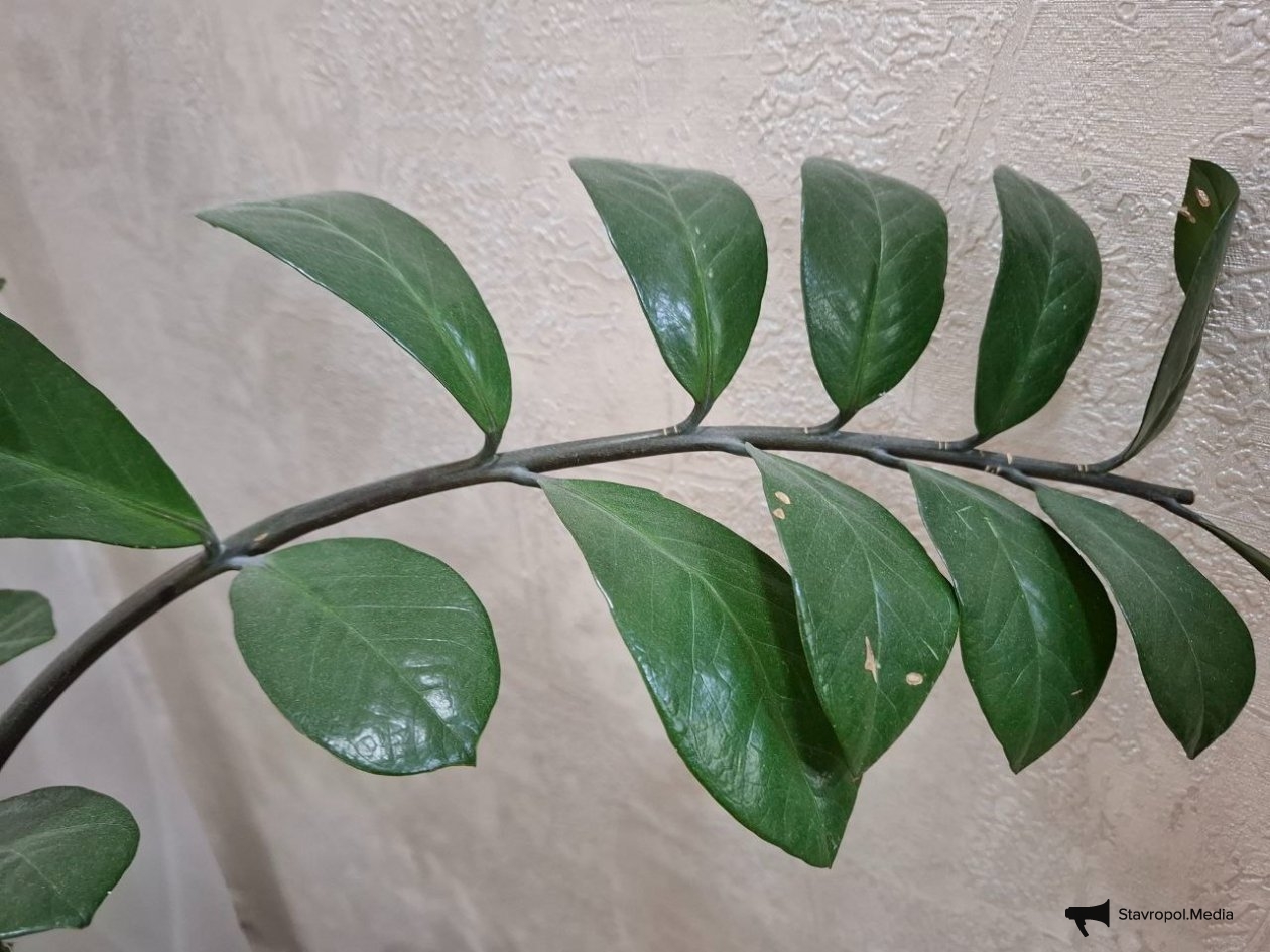 ИА Stavropol.Media