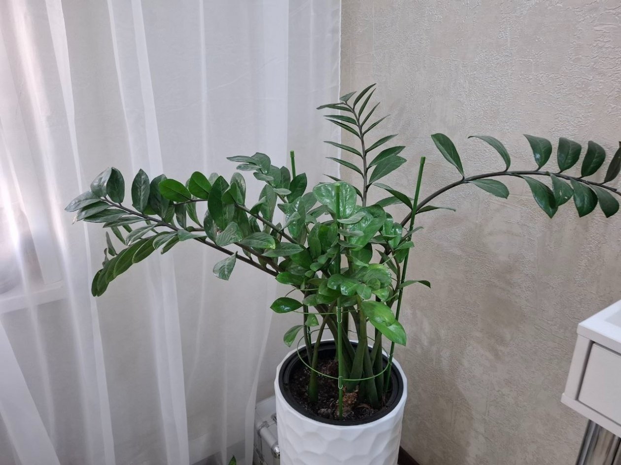 Не замиокулькас, а король подоконника: 1 стакан дает бурное цветение круглый год ИА Stavropol.Media