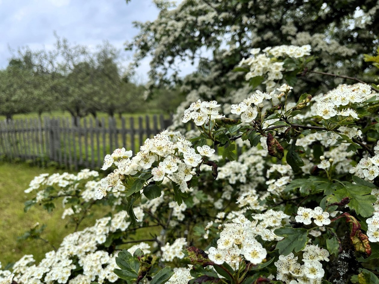 Ольга Семёнова