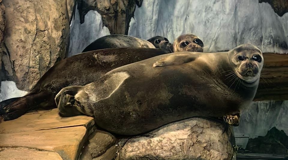 Троица отдыхает на берегу Предоставлено Ольгой Погореловой