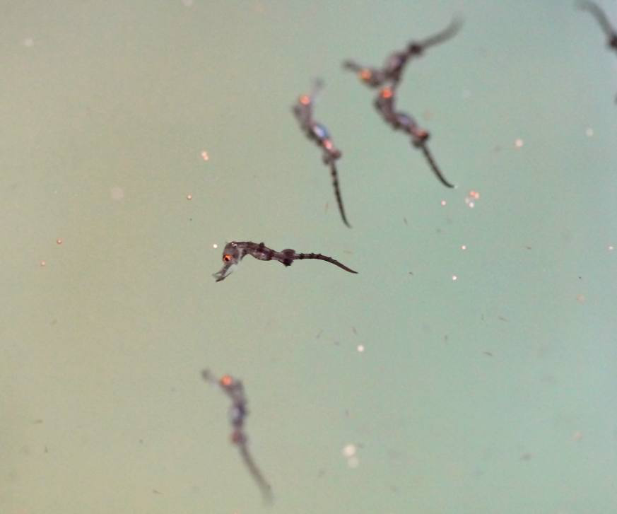 Детеныши морских коньков, рожденные в неволе Пресс-служба Приморского океанариума