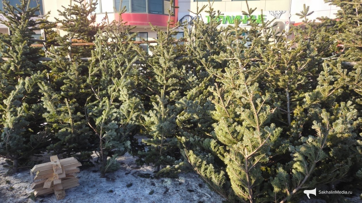 Тематическое фото ИА SakhalinMedia