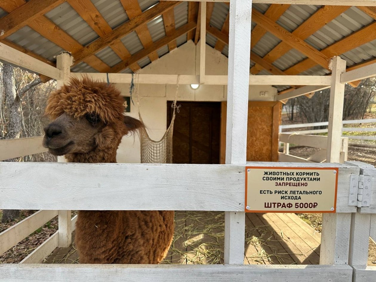 Животных содержали с нарушениями Азово-Черноморское МУ Россельхознадзора