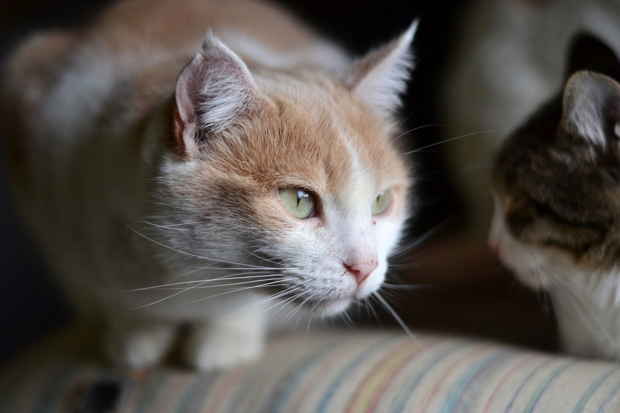 Лиза Из архива Е. Воиновой