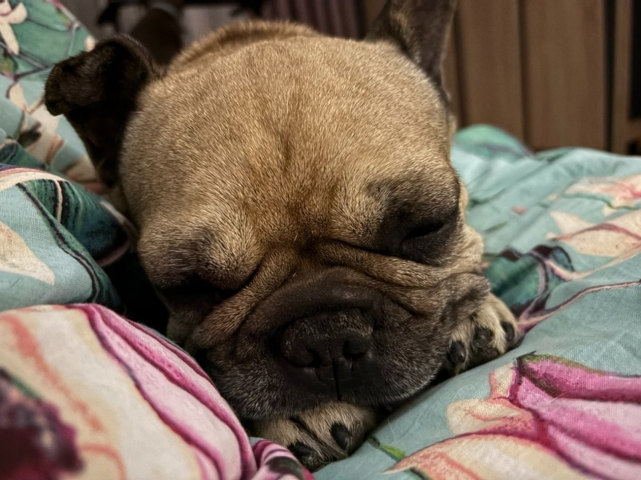 Не встают в 5 утра, не грызут мебель и почти не лают - 10 пород собак-лентяев ИА Stavropol.Media