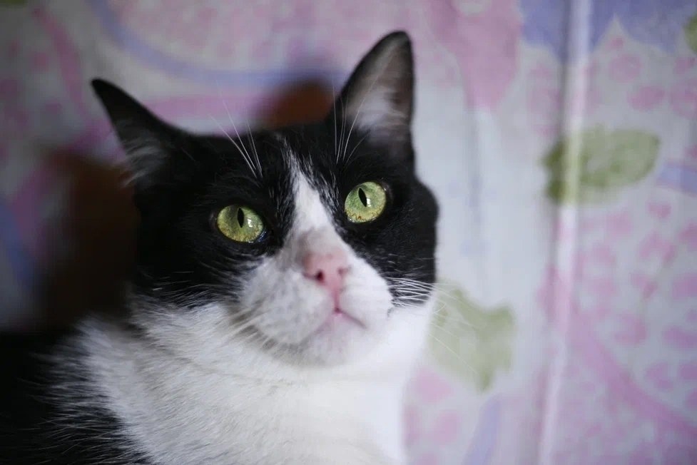 Колян Из архива Е. Воиновой