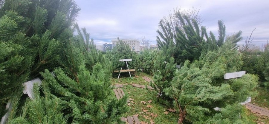 Начали работать елочные базары Правительство Севастополя