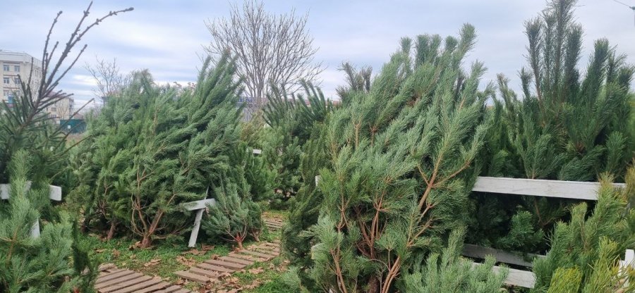 Правительство Севастополя