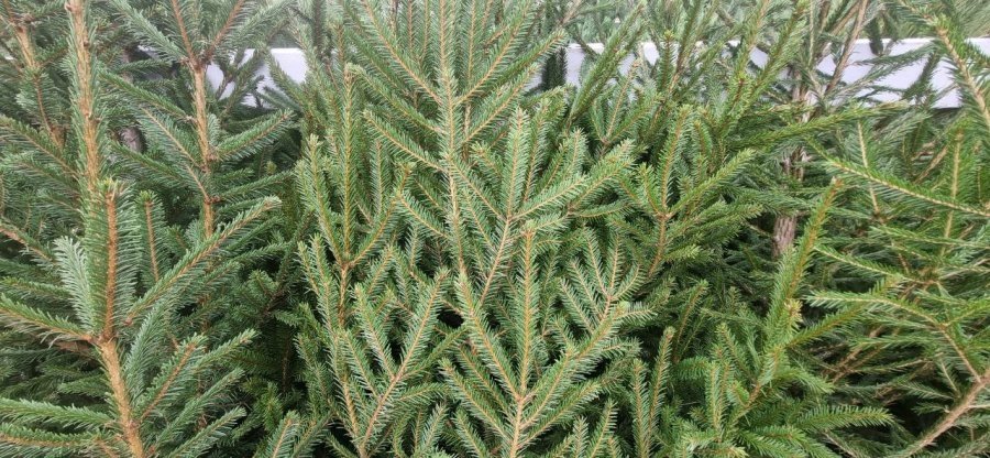 Правительство Севастополя