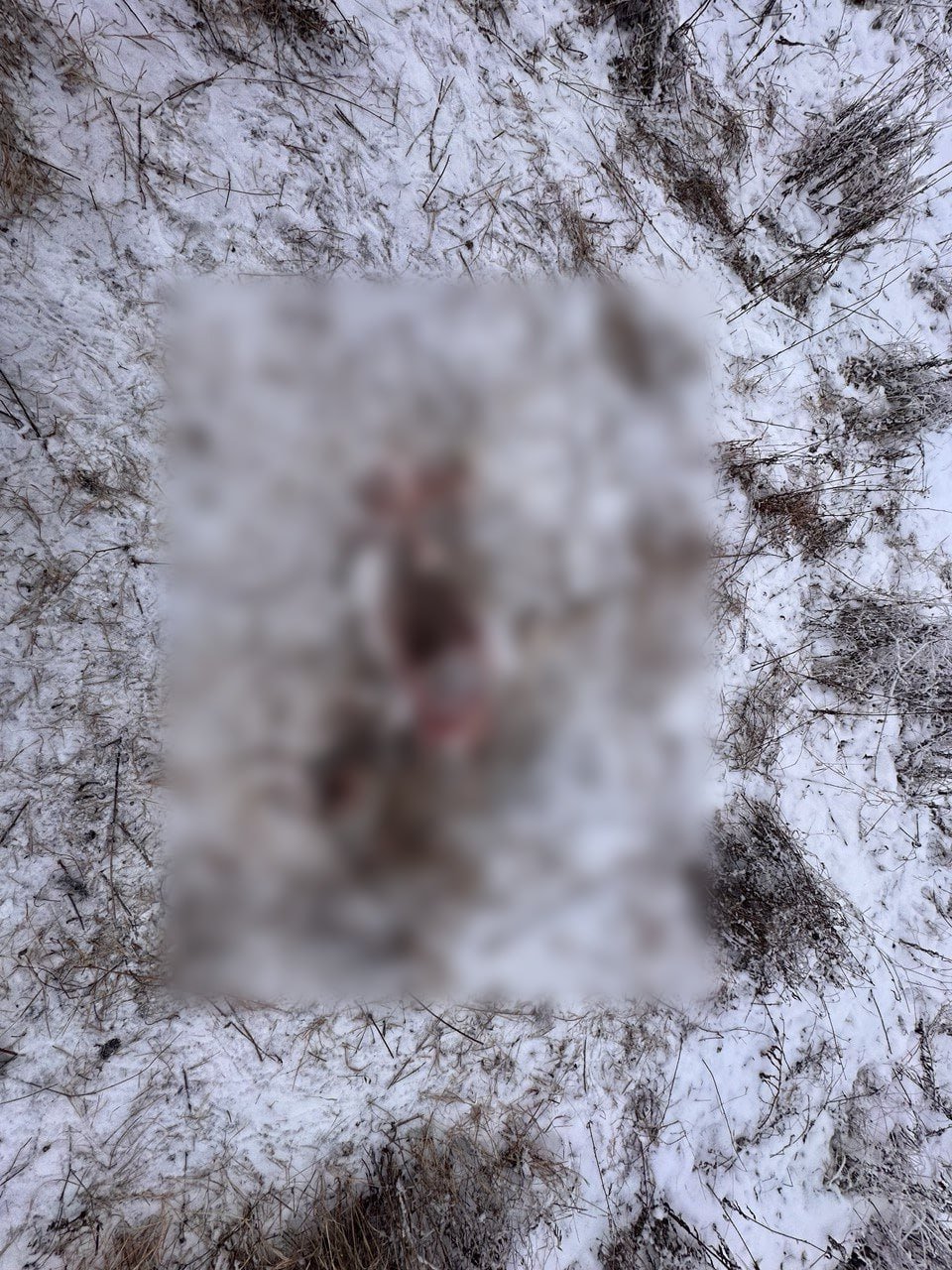 Застрелившего пятерых косуль охотника оштрафовали на 300 тысяч рублей в Приангарье Пресс-служба ГУ МВД России по Иркутской области