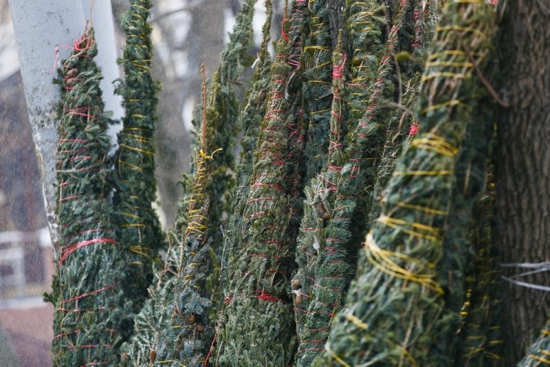На Кубани массово закрывают нелегальные елочные базары Александр Ратников