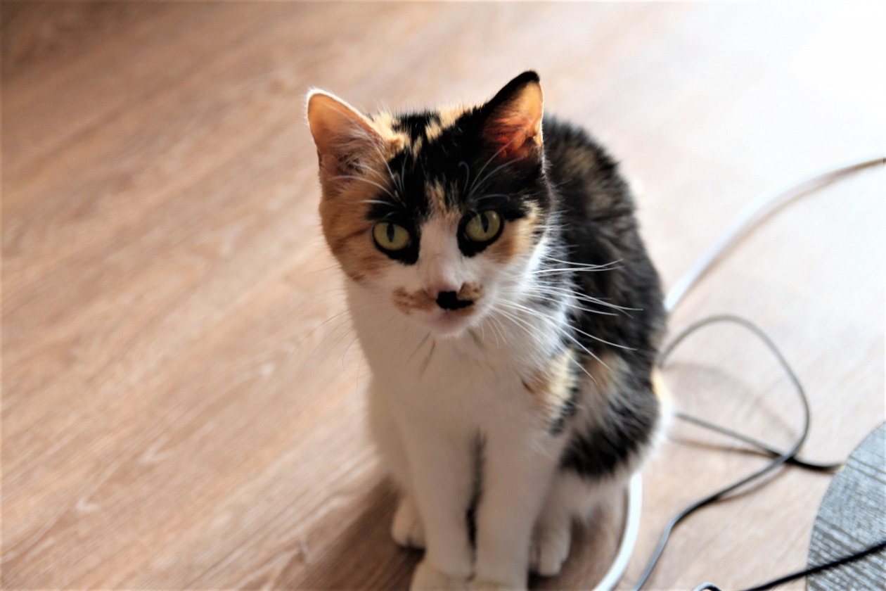 Лечение домашних животных стало в два раза дороже ИА EAOMedia