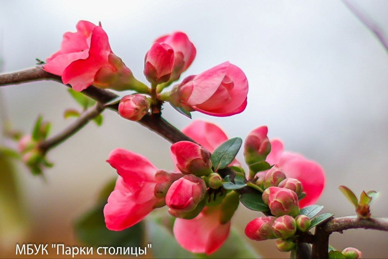 Пока наряжали елки, расцвела айва МБУК &quotПарки столицы&quot