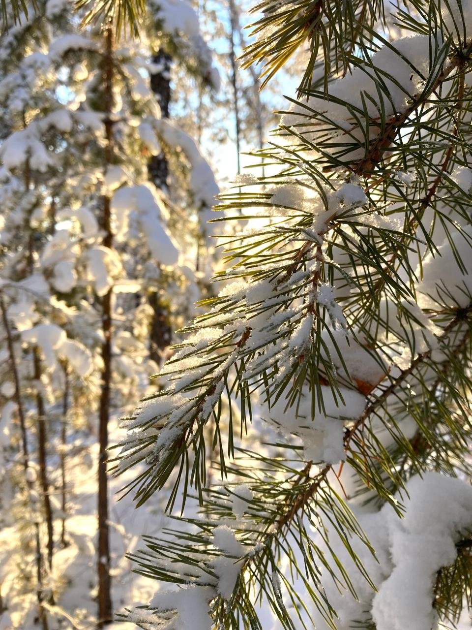 Гороскоп на 24 декабря: Овен внимателен к формальностям, Рыбы находят решение ИА YakutiaMedia