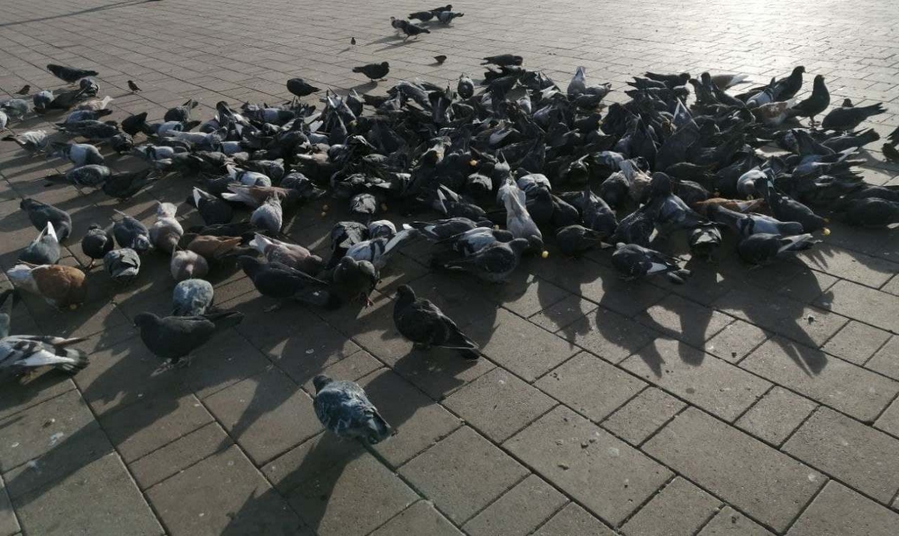 Голуби Абрамченко Анета