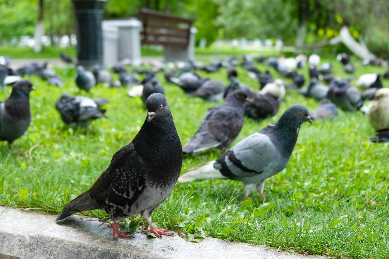 Денис Таушканов, ИА SakhalinMedia