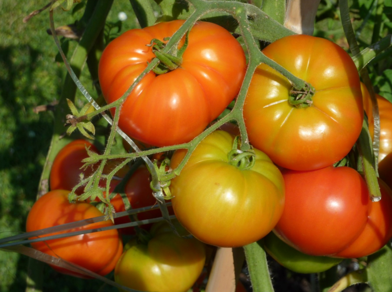 Тематическое фото pxhere.com