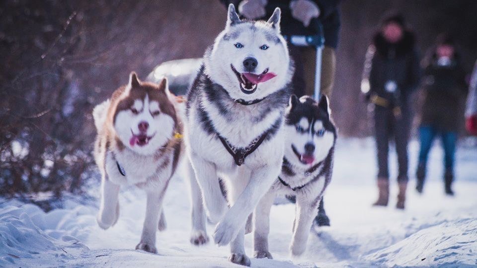 Тематическое фото Правительство Магаданской области