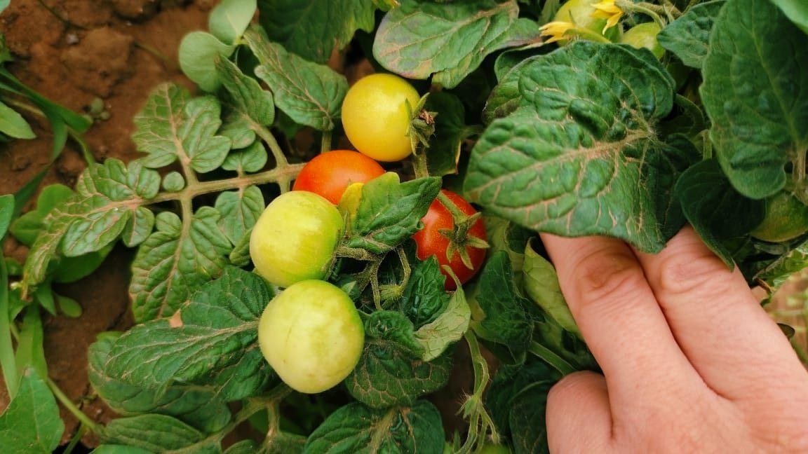 Томаты Автора