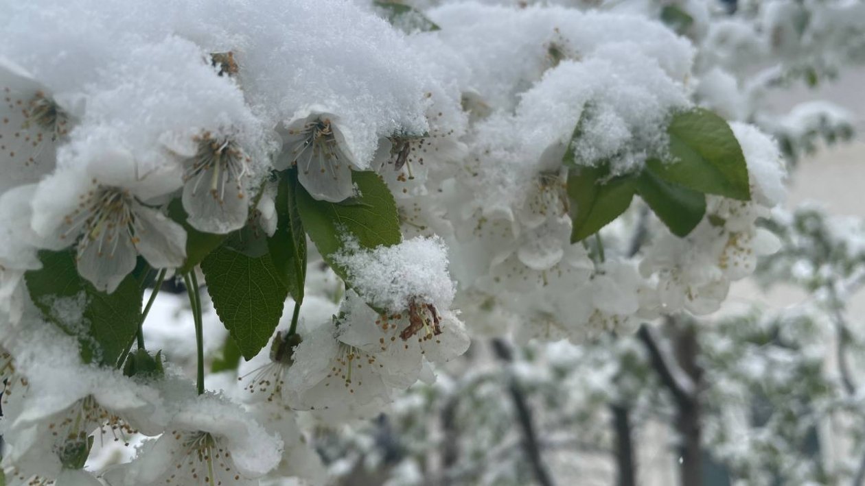 ИА Stavropol.Media