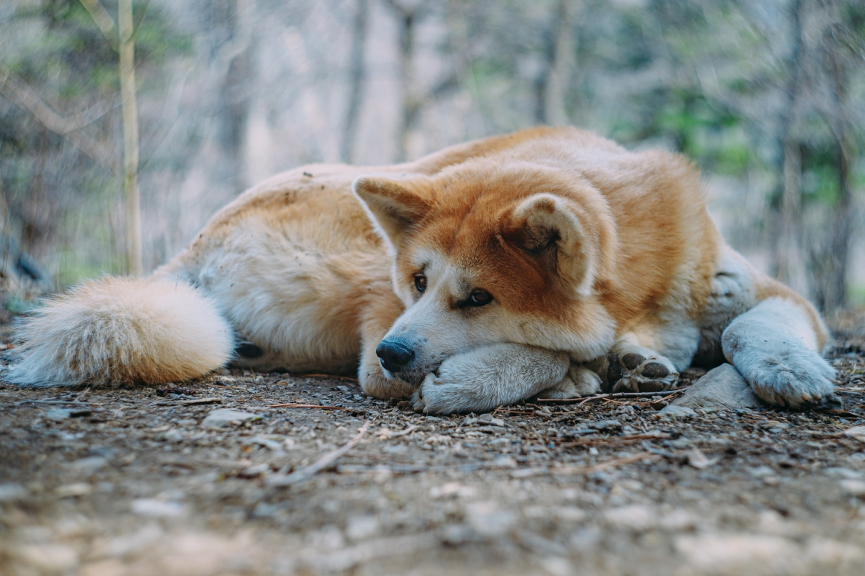 природа, собака, акита Мария Смитюк, ИА PrimaMedia