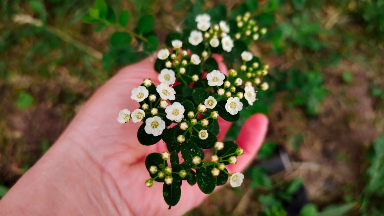 Кустарник Автора