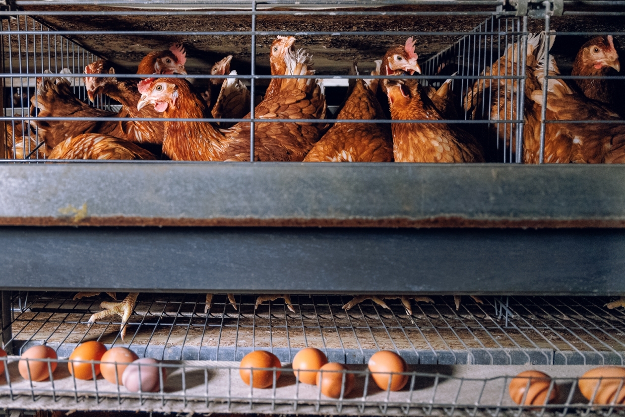 Куры Евгений Кулешов, ИА PrimaMedia