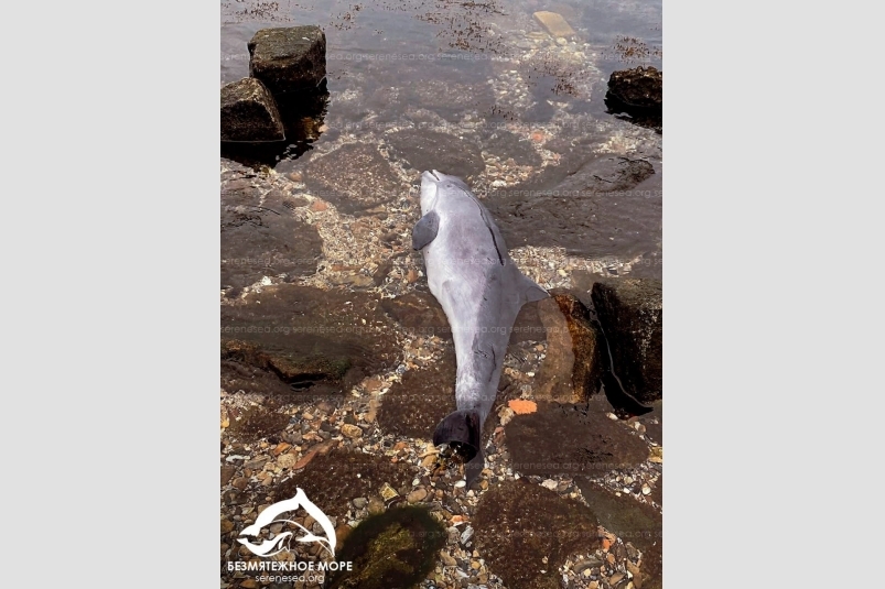 Азовку нашли на берегу в Керчи Центр &quotБезмятежное море&quot