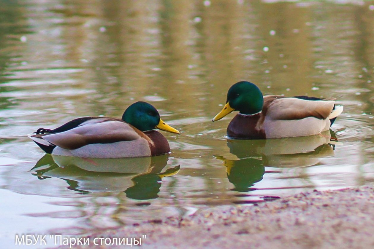 Сотрудники рассказали, чем кормить птиц МБУК &quotПарки столицы&quot