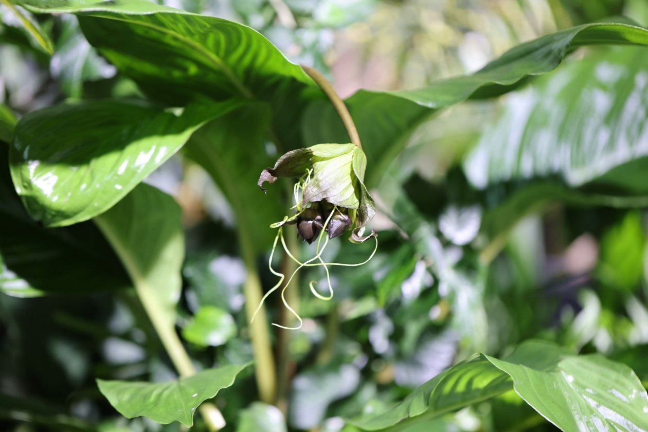 Цветок дьявола Пресс-служба Приморского океанариума