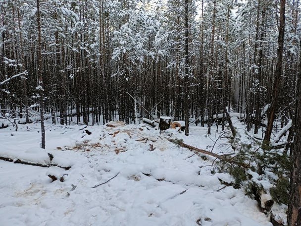 &quotЧерного&quot лесоруба в Бурятии отправят под суд за крупную вырубку леса прокуратура Бурятии