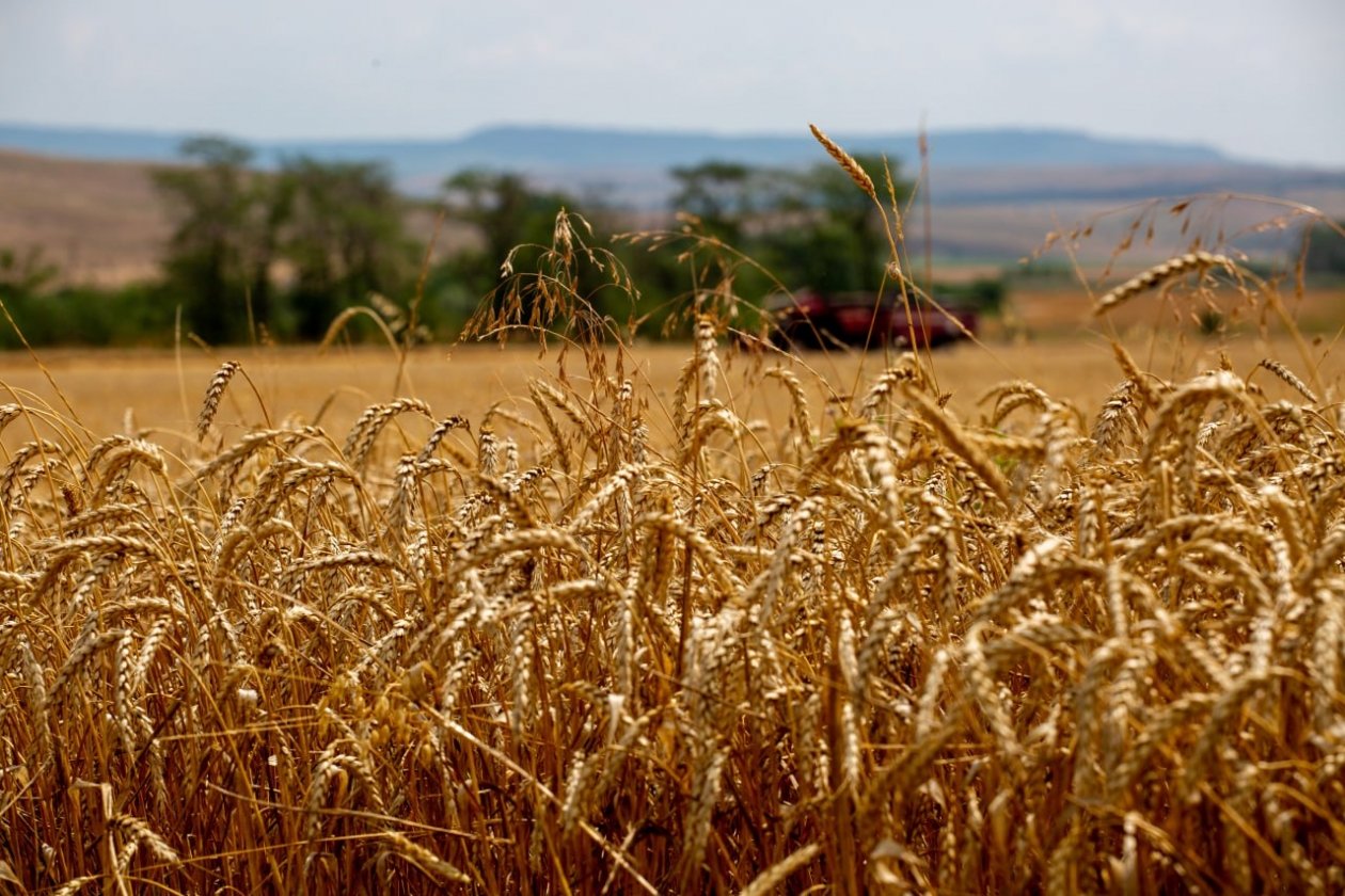 Власти дали аграриям рекомендации по борьбе с грызунами ИА Stavropol.Media