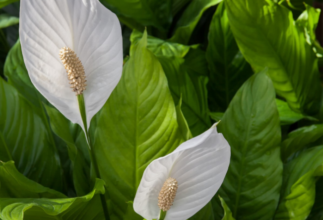 Тематическое фото pxhere.com (18+).