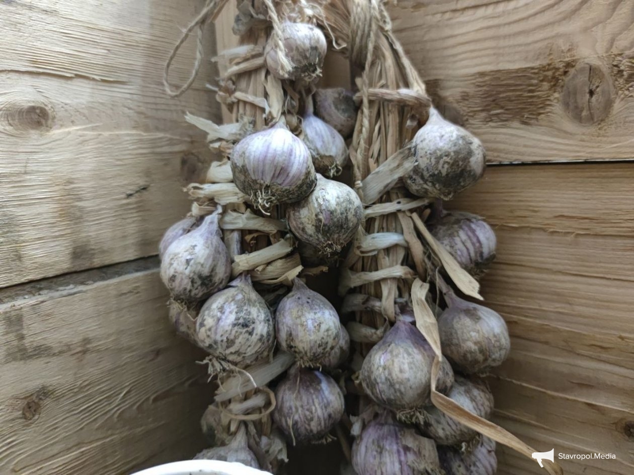 ИА Stavropol.Media