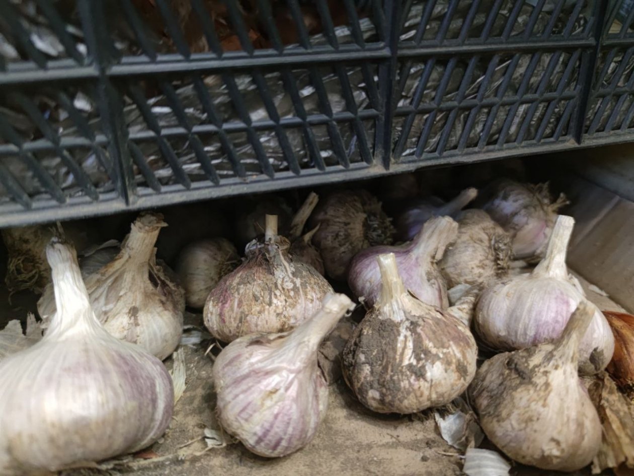 Чеснок будет свежим до нового урожая: использую этот способ - держу в квартире без погреба ИА Stavropol.Media
